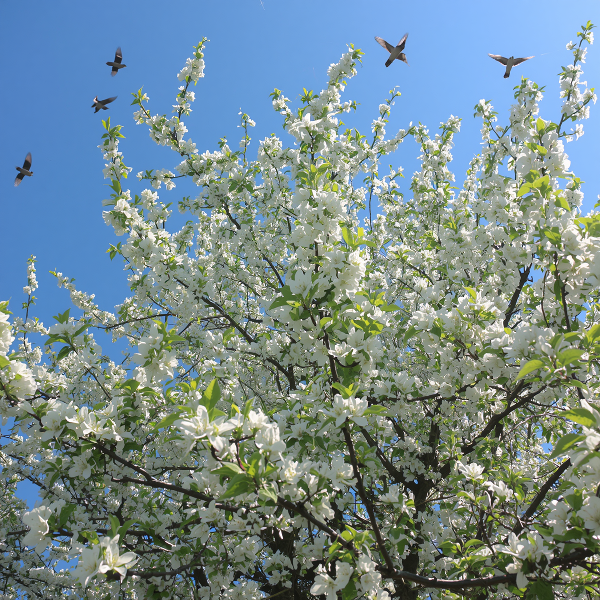 Blossoming the Queen